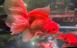 Fancy Goldfish fish for sale: Thai pleated goldfish - Image 17