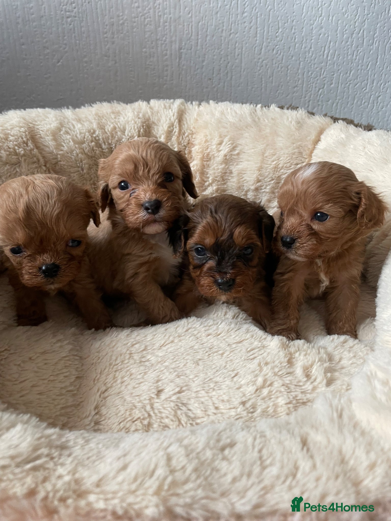 Cavapoo dogs ❤️🐶🌟Gorgeous F1 Cavapoo Puppies Available 🩷😍💙 - Advert 7