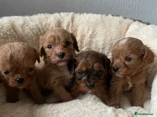 Cavapoo dogs ❤️🐶🌟Gorgeous F1 Cavapoo Puppies Available 🩷😍💙 - Advert 7