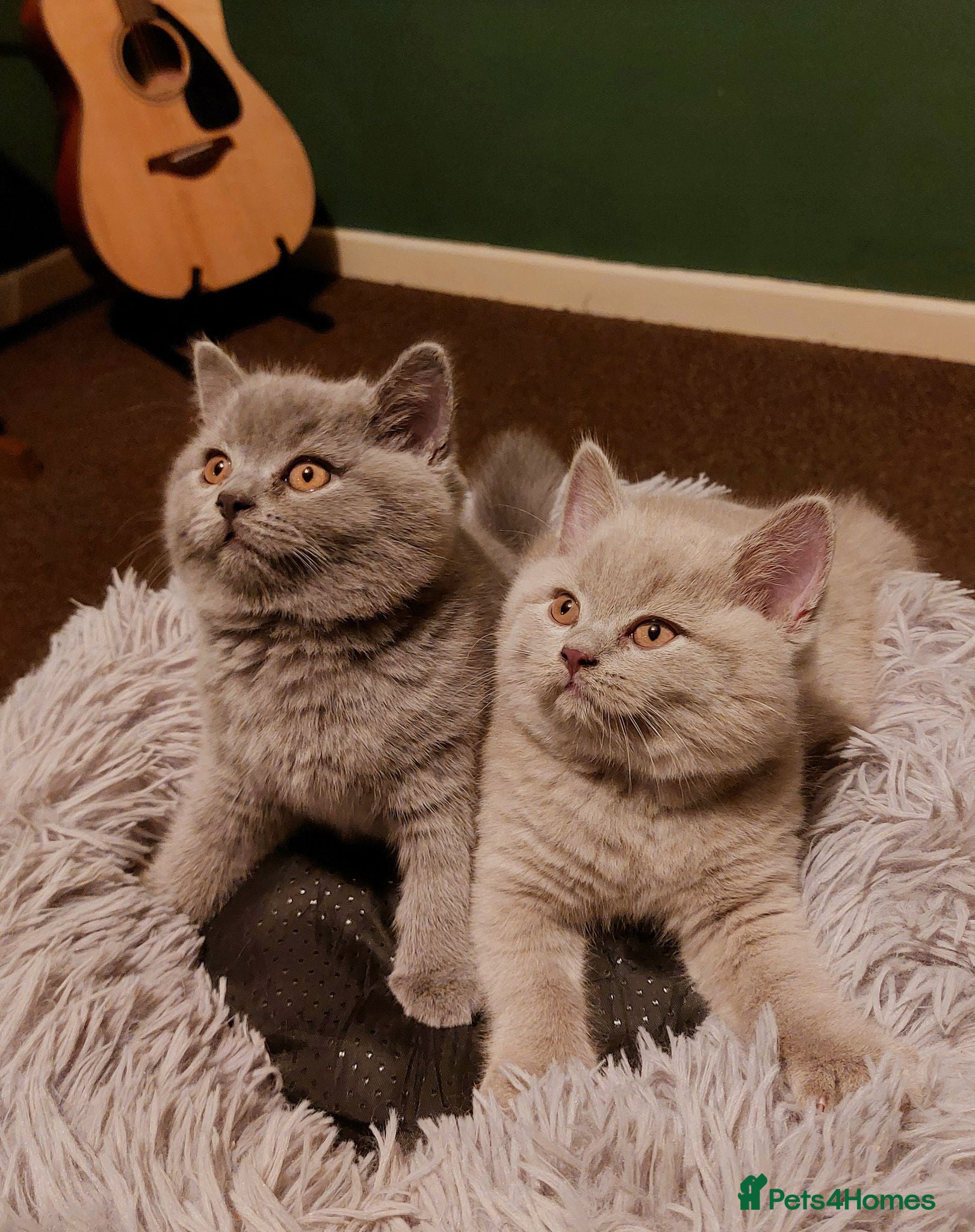 British Shorthair cats ⭐️ GCCF Registered British Shorthair Kittens ⭐️ - Advert 2