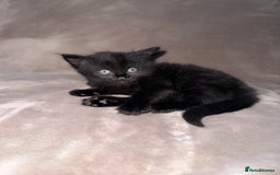 Maine Coon cats for sale: Maine coon x Russian Blue - Image 19