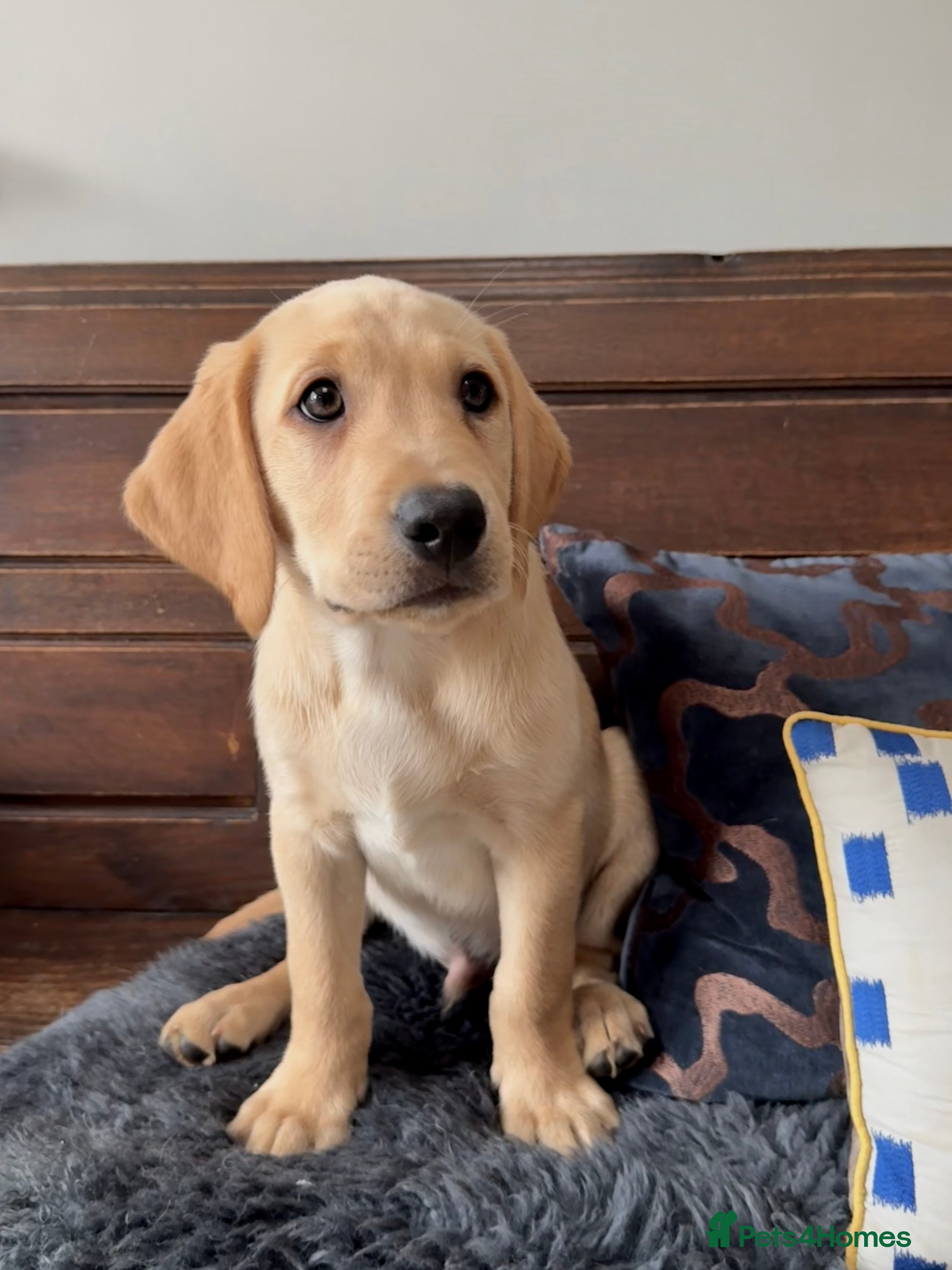 Labrador Retriever dogs Two adorable golden Labrador puppies - Advert 2