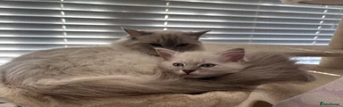 Ragdoll 1
