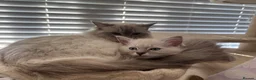 Ragdoll cats for sale: Ready to leave boy  - Advert 2