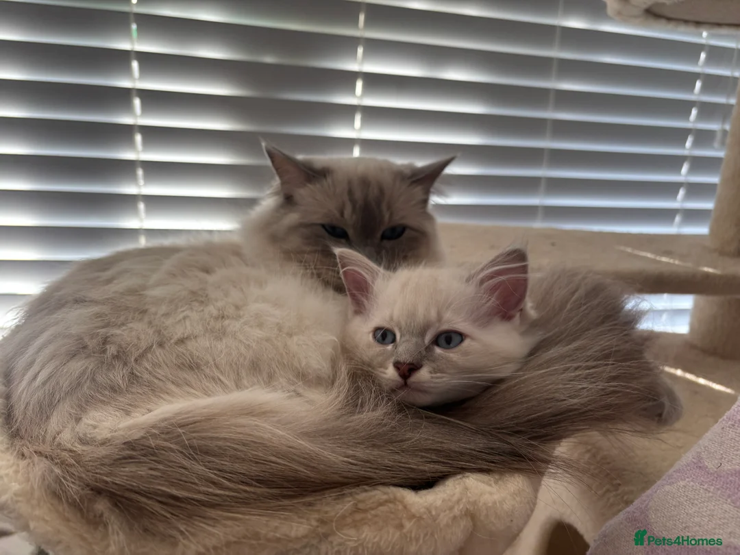 Ragdoll cats for sale: Ready to leave boy  - Advert 2