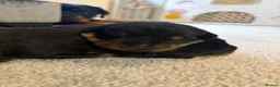 Rottweiler dogs for sale: 🤍PRADAS PUPPYS 🤍 in Wick - Advert 15