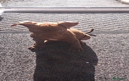 Staffordshire Bull Terrier dogs for sale: Bella - Image 5