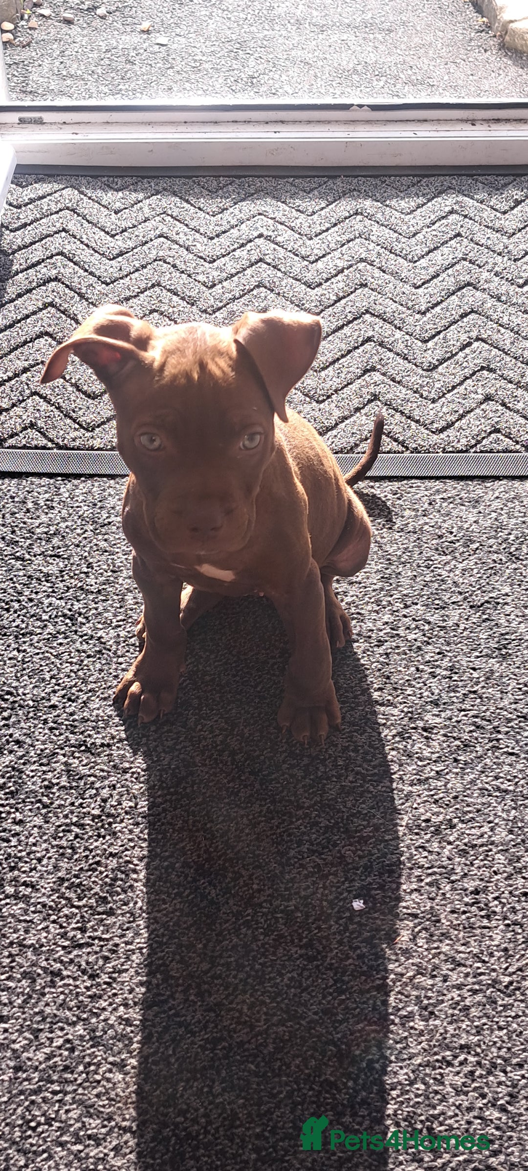 Staffordshire Bull Terrier dogs for sale: Bella - Image 5