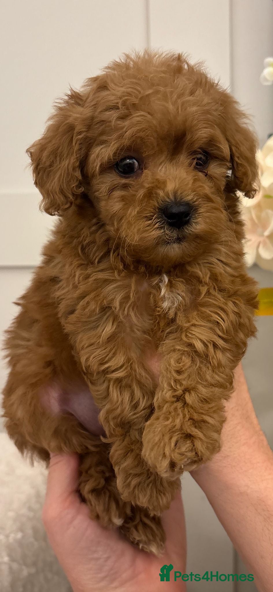 Cavapoo dogs 2 Toy cavapoos, parents extensively health tested  - Advert 18