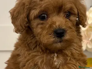 Cavapoo dogs 2 Toy cavapoos, parents extensively health tested - Advert 18