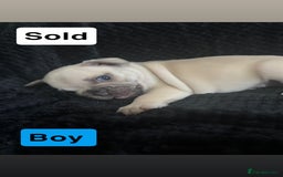 French Bulldog dogs for sale: French bulldog puppies  - Image 8