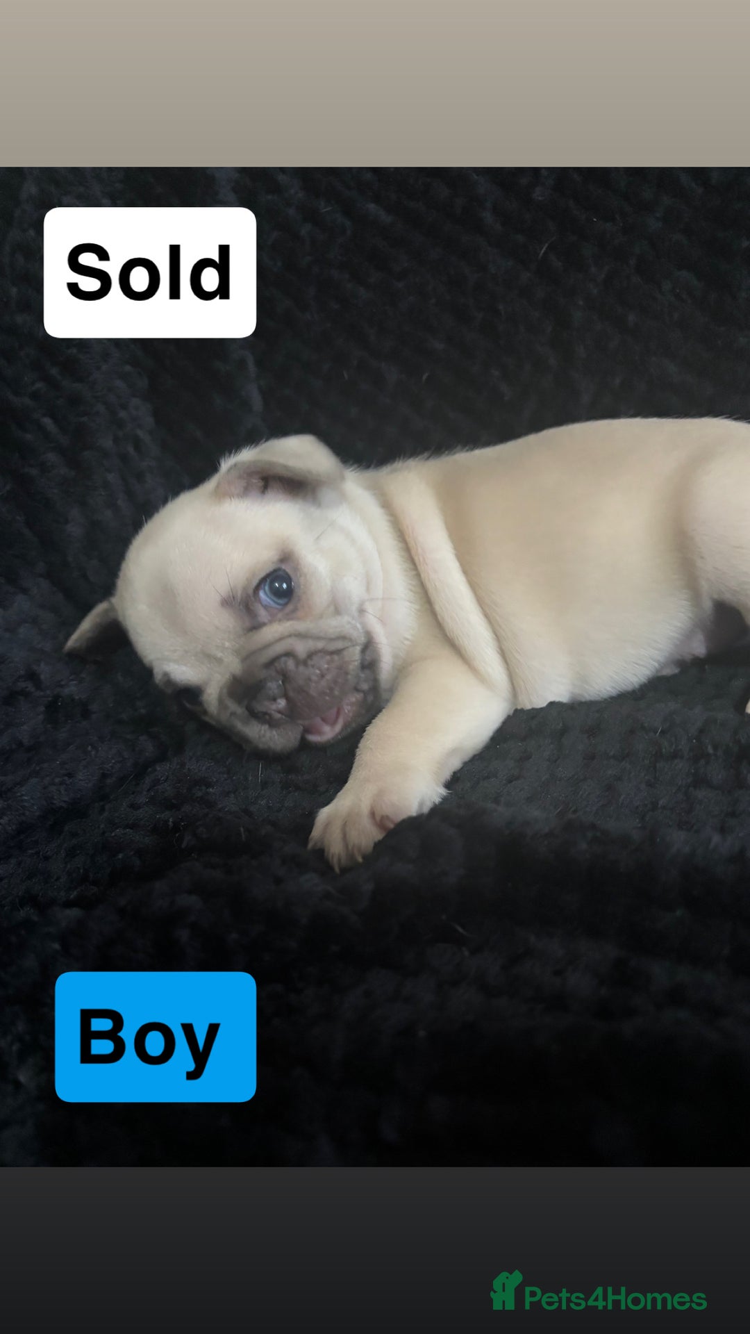 French Bulldog dogs for sale: French bulldog puppies  - Image 8