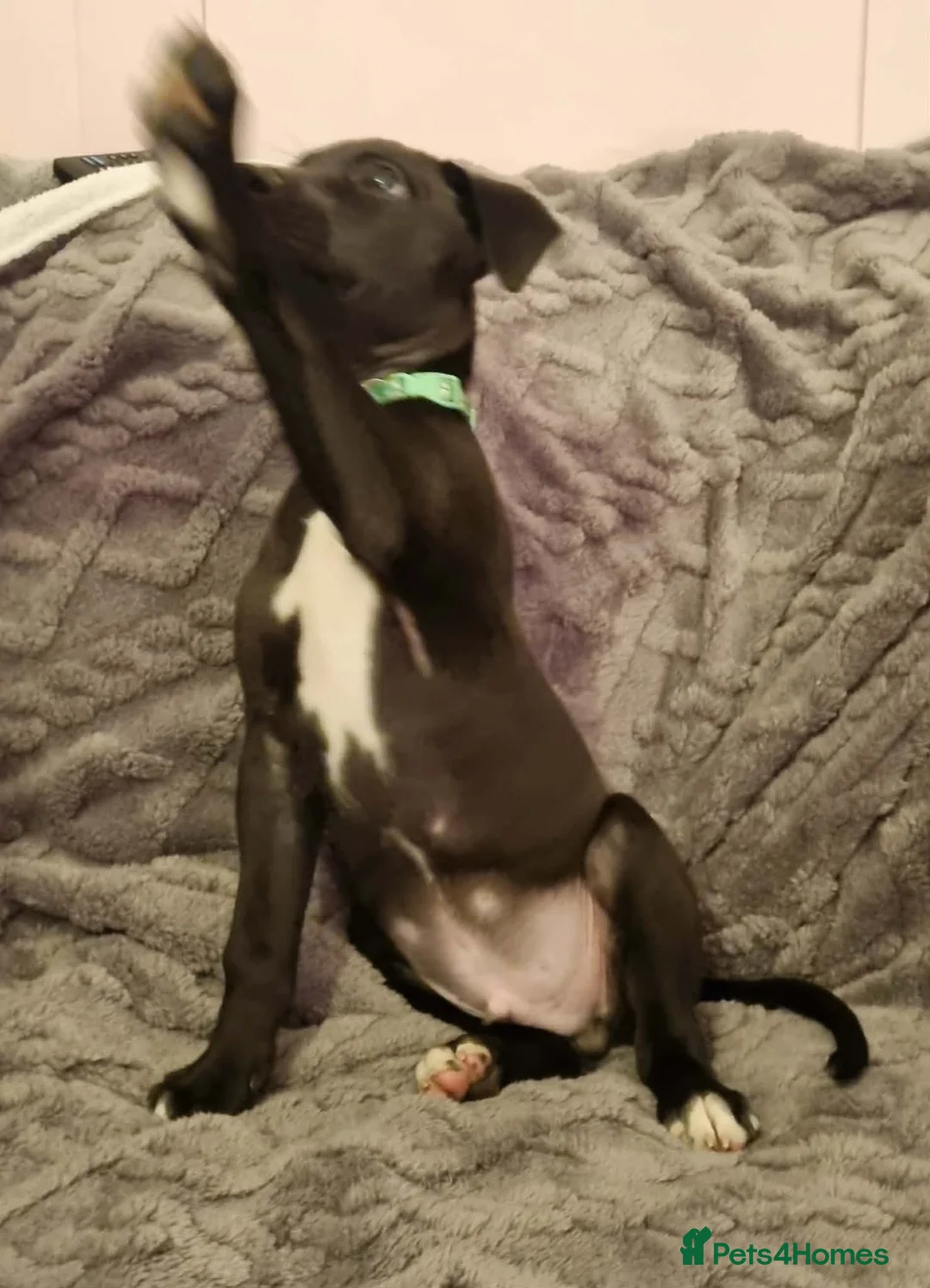 Mixed Breed dogs for sale: Bull/grey hounds  - Advert 4