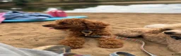 Toy Poodle dogs for stud: 🐩 TEDDY BEAR PRINCE- TINY DEEP RED KC TOY POODLE  - Advert 3
