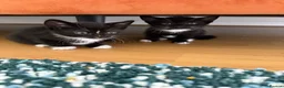 Mixed Breed cats for sale: Beautiful Bombay × Turkish Van Kittens - Advert 3