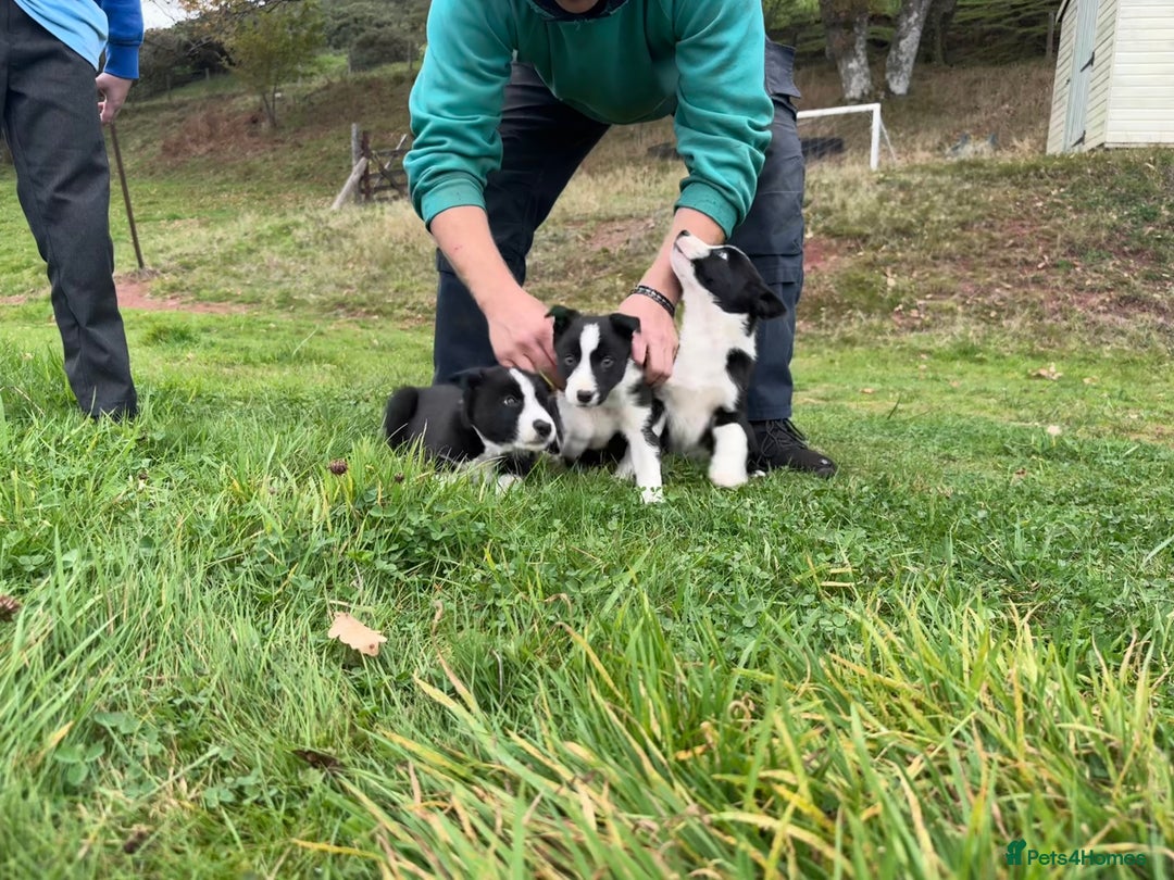 Border Collie dogs for sale: Lovely black and white sheepdog pups  - Image 2
