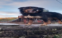 Border Collie dogs for sale: 7 adorable puppies available NOW - Image 10
