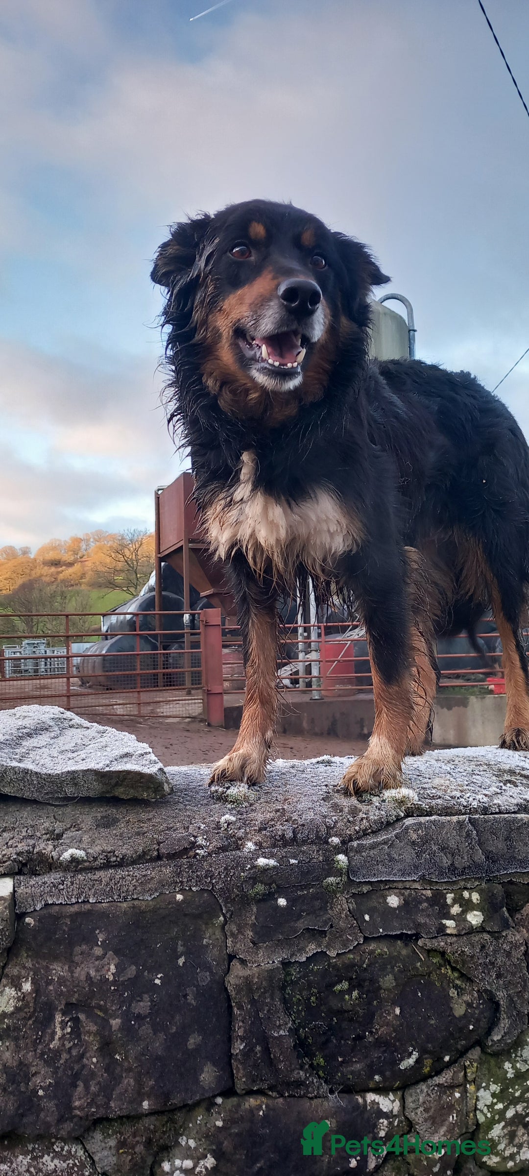 Border Collie dogs for sale: 7 adorable puppies available NOW - Image 10
