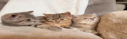 British Shorthair cats for sale: GCCF, BSH kittens from health tested parents  - Advert 14