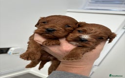 Cavapoo dogs for sale: F1 toy cavapoos health tested  - Image 14