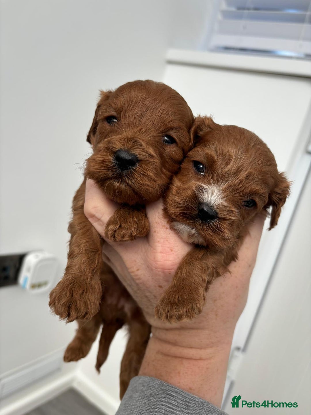 Cavapoo dogs for sale: F1 toy cavapoos health tested  - Image 14