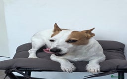Jack Russell dogs for sale: Jack rusell terrier - Image 1