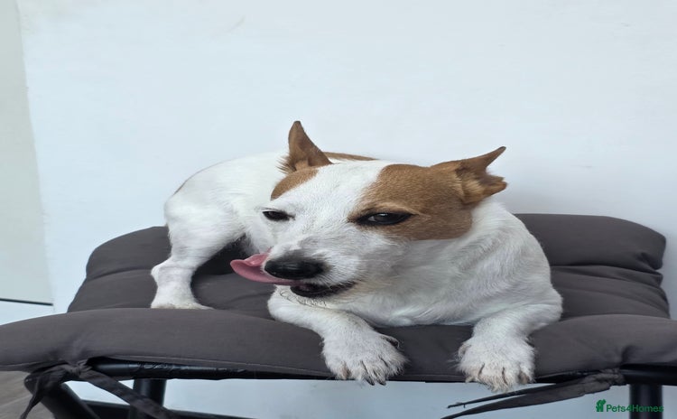 Jack Russell dogs - Advert 2