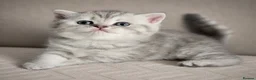 British Shorthair cats for sale: Blue Silver British Shorthair Tabbies in Newtownabbey - Advert 4