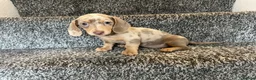 Miniature Dachshund dogs for sale: READY NOW MINIATURE DACHSHUNDS ASK FOR DETAILS - Advert 5