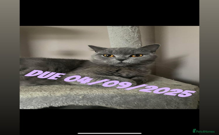 Ragdoll cats - Advert 1