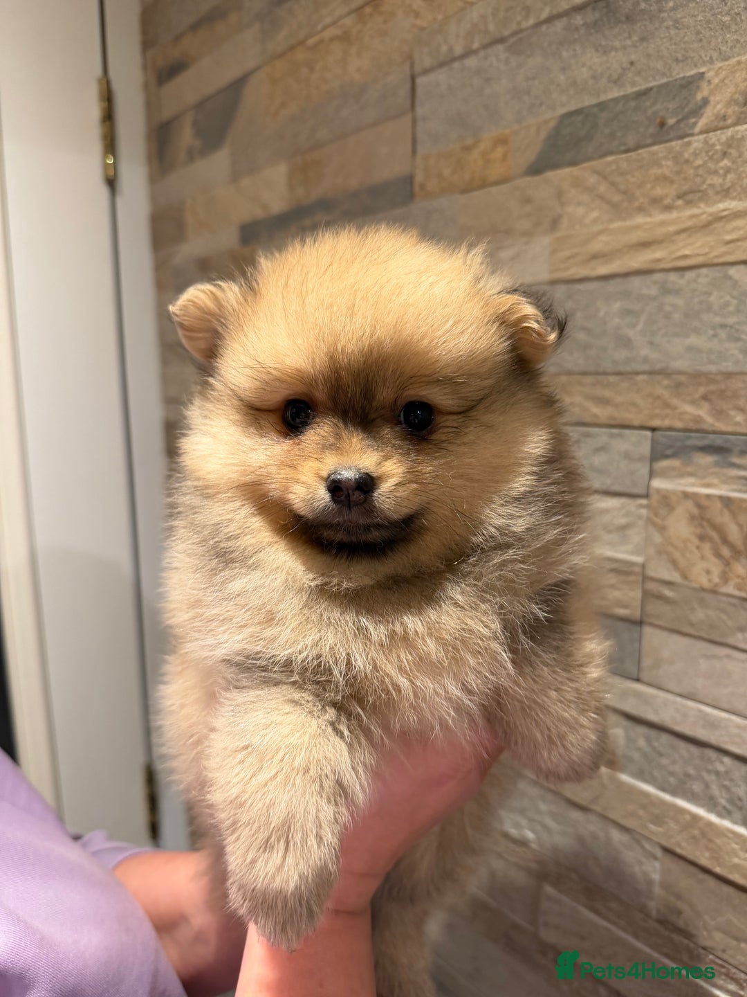 Pomeranian dogs for sale: Gorgeous Female Poms ☺️ - Advert 8