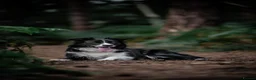 Border Collie dogs for sale: Stunning Purebred Border Collies - Advert 1