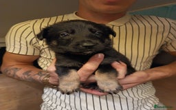 German Shepherd dogs for sale: German Shepherd Puppies - Image 17