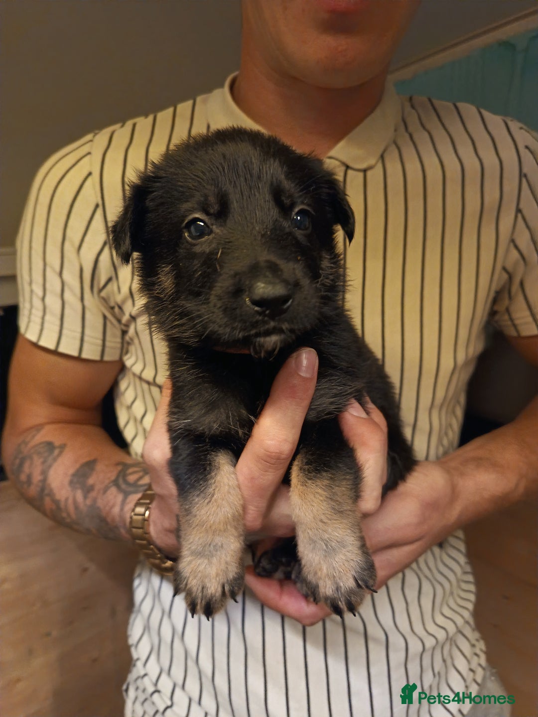 German Shepherd dogs for sale: German Shepherd Puppies - Image 17