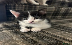 British Longhair cats for sale: 2 black and white kitten - Image 4