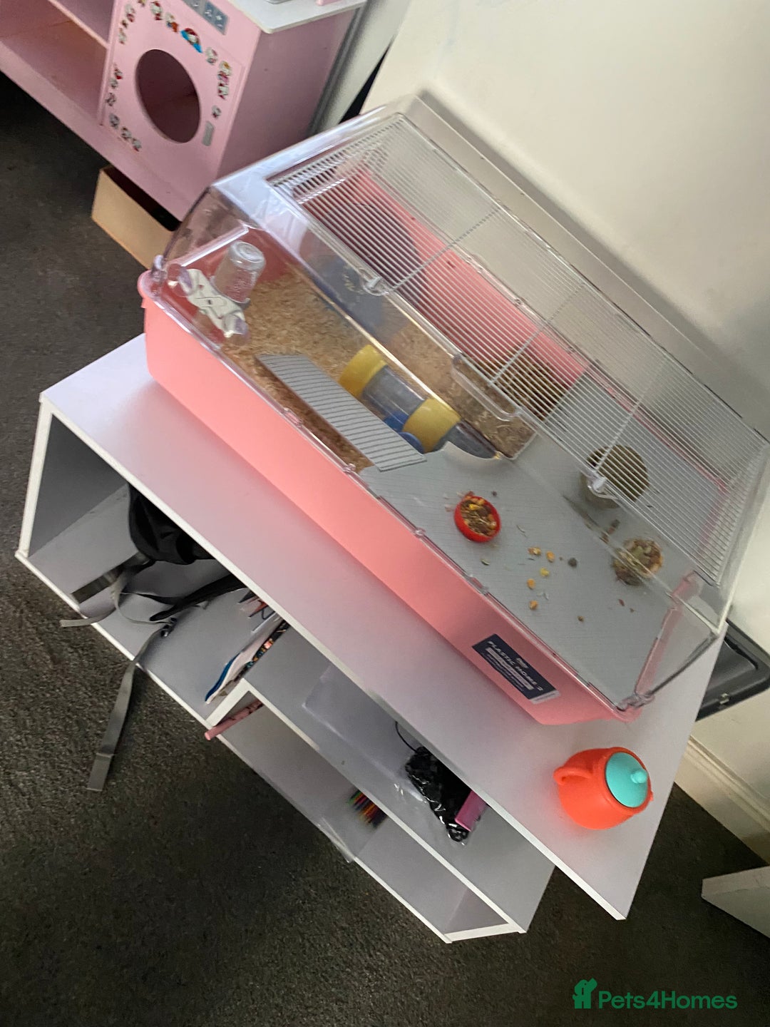 Hamster rodents for sale: Russian dwarf hamster - Image 5