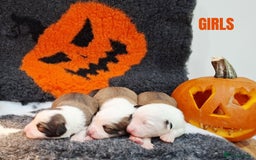 Border Collie dogs for sale: **Rare sable and white Border Collie puppies.** - Image 3