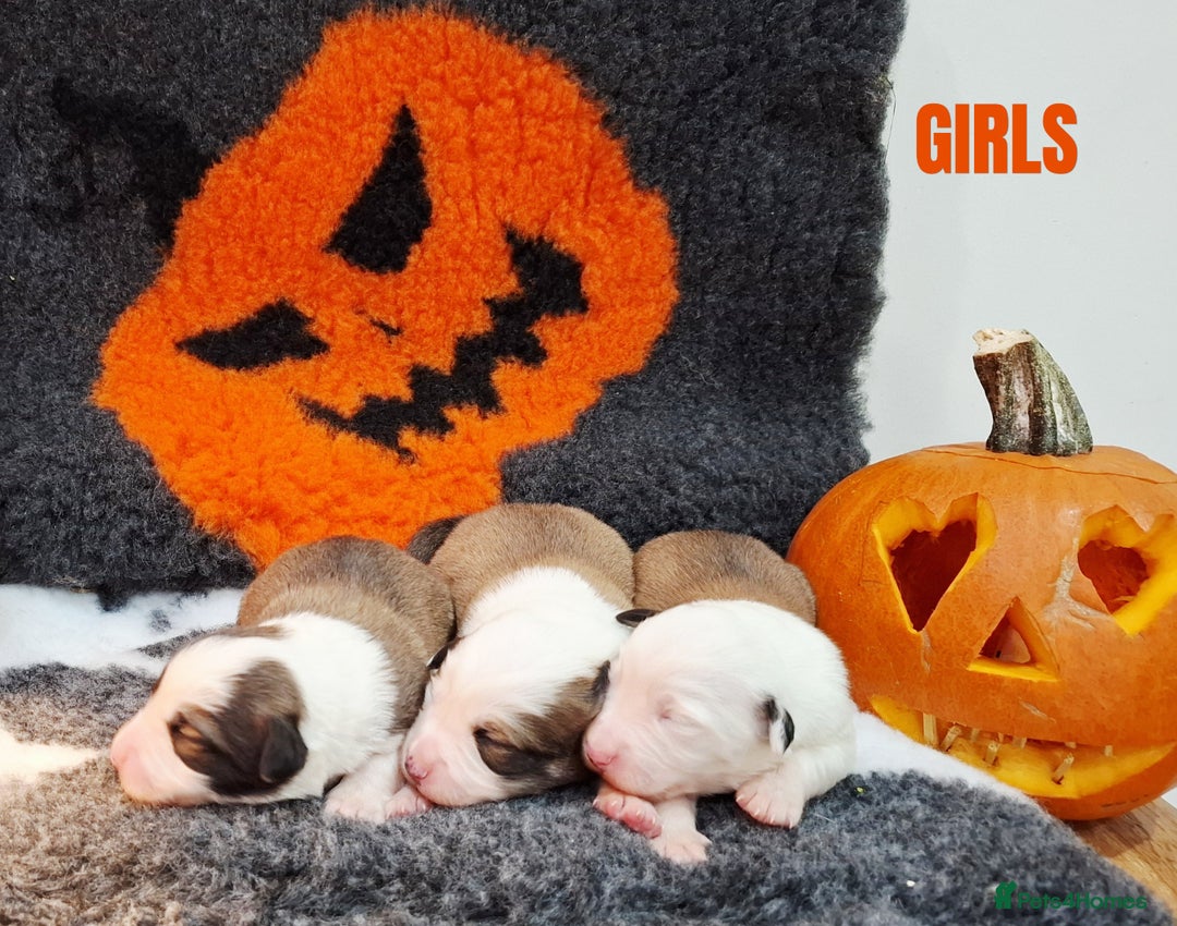 Border Collie dogs for sale: **Rare sable and white Border Collie puppies.** - Image 3