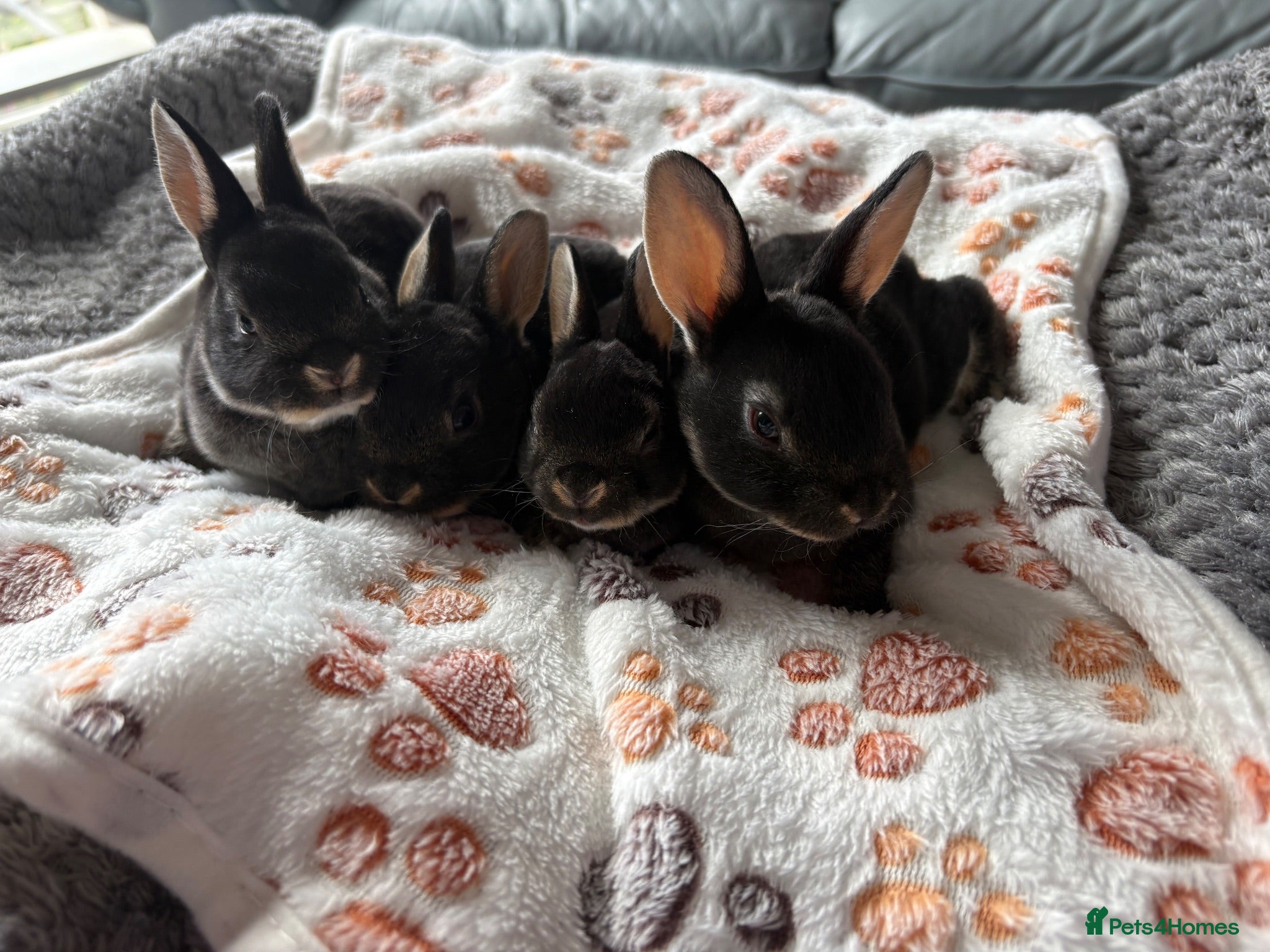 Rex rabbits Black Otter Mini Rex Bunnies  - Advert 2