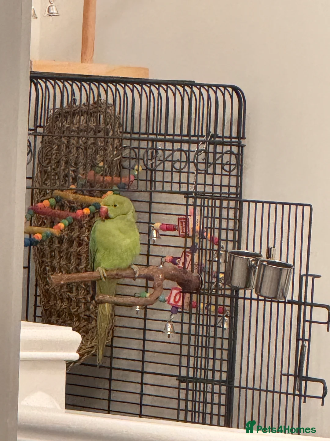 Parakeets birds for sale: Indian Ringneck - Advert 1