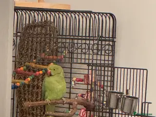 Parakeets birds Indian Ringneck - Advert 1