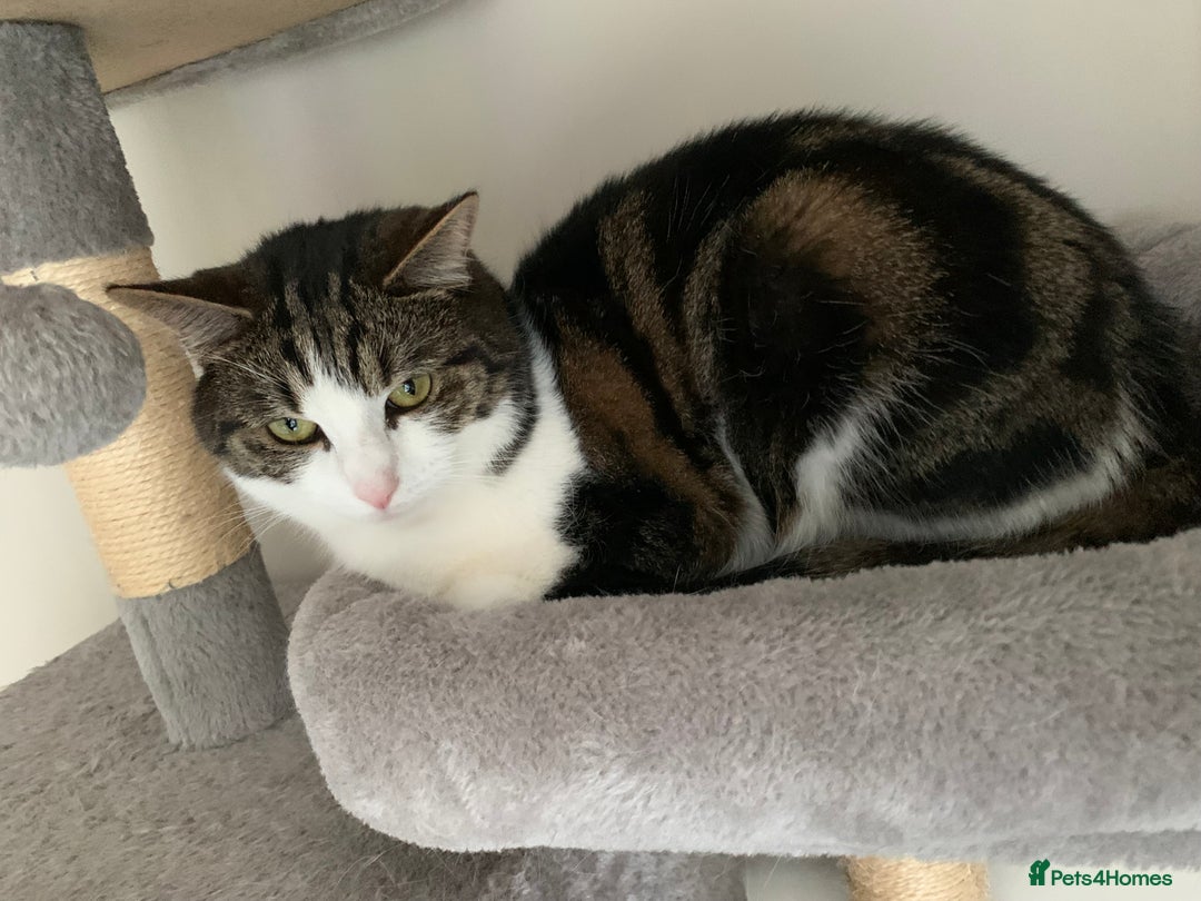 Mixed Breed cats for sale: Gentle giant for sale - Image 3