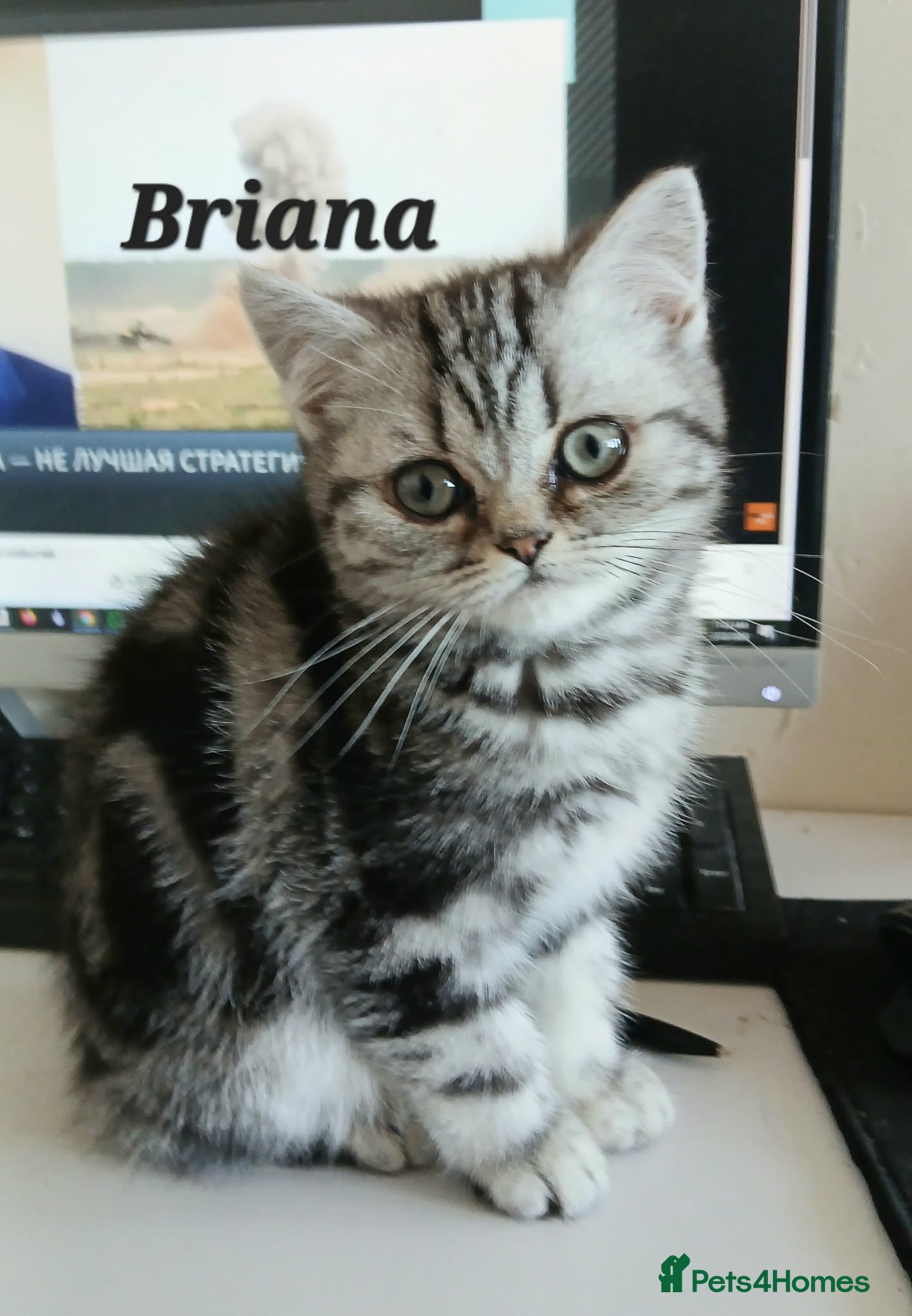 British Shorthair cats  Bsh.Silver Classic Tabby. GCCF - Advert 1