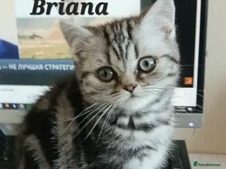 British Shorthair cats Bsh.Silver Classic Tabby. GCCF - Advert 1