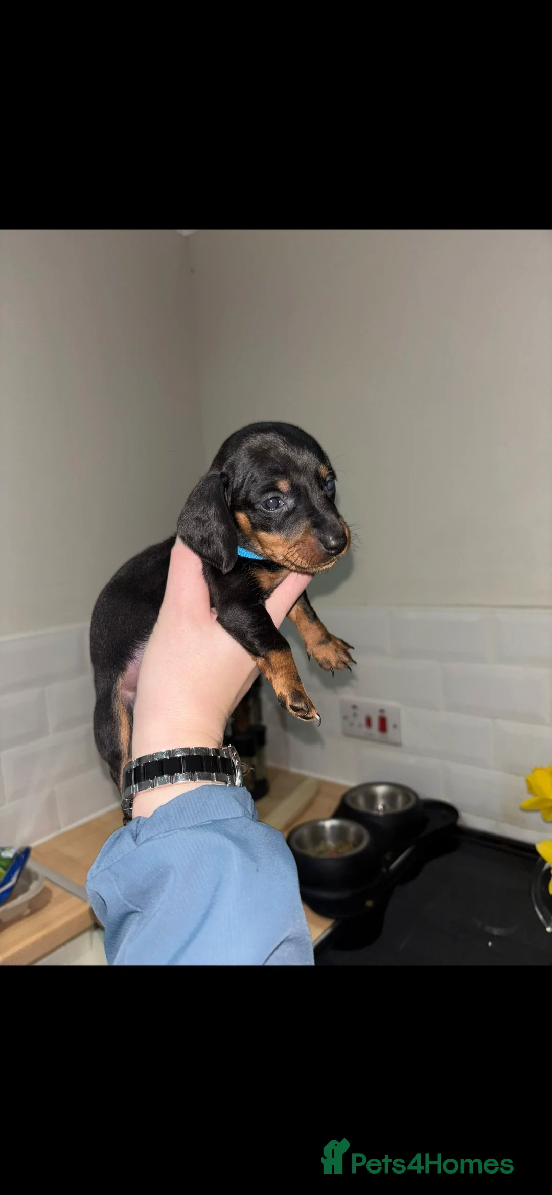 Dachshund dogs for sale: Miniature dachshund puppies  - Advert 1