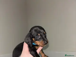 Dachshund dogs Miniature dachshund puppies - Advert 4