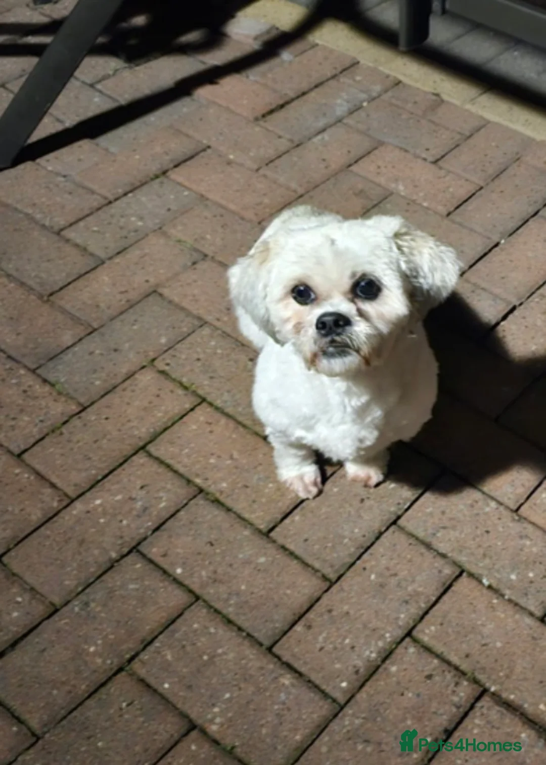 Mixed Breed dogs for sale: Cavachon & zuchon 8 and 9 years old - Advert 2