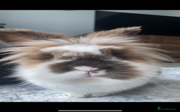 Lionhead rabbits for sale: 1 Male&1 Female lionhead rabbits available. - Image 5
