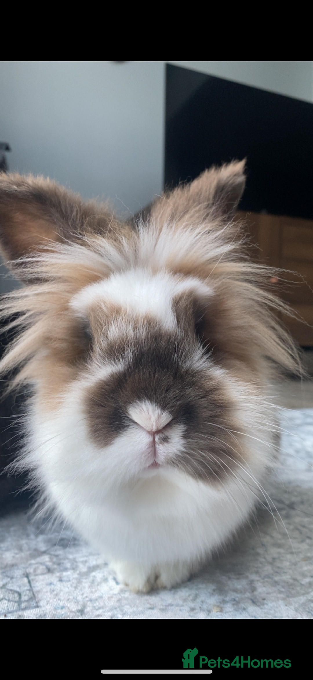 Lionhead rabbits for sale: 1 Male&1 Female lionhead rabbits available. - Image 5
