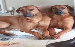 Rhodesian Ridgeback dogs for stud: (Our Duke) in Leominster - Image 14